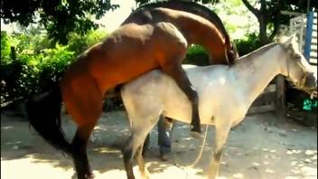 Chocolate stud pounding a stunning filly's snatch