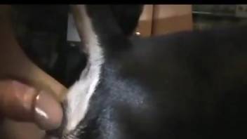 Dude enters his dog's tight pussy from behind