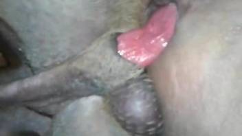 Guy's tight anal cavity getting blasted by a dog