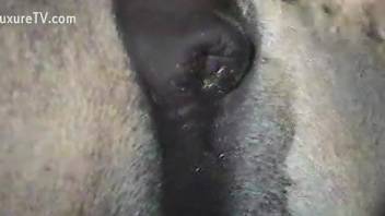 Horse cock spotlighted in a free online porno movie