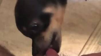 POV action in which zoophile takes rough oral