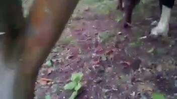 Hot vixen's tight opening is about to be destroyed by a stud