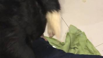 Incredible close-up animal sex with a memorable slut