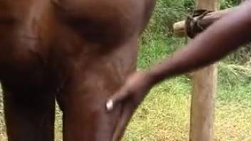 Black chick is super aroused and eager to get screwed by a horse