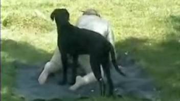 Voluptuous older woman covertly recorded attempting intercourse with a canine