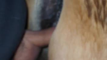Energetic guy desperate for intense bestiality has anal intercourse with a horse