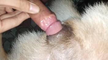 Hairy-cocked dude slotting that delicious dog hole