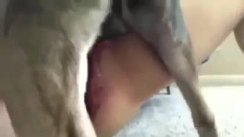 Narrow bestiality cunt crammed with a furious canine dick