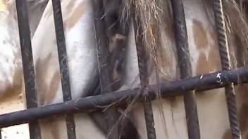 Attractive feline creature grinds her opening against the cage bars