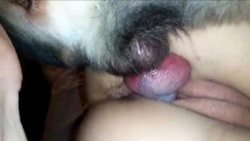 Fishnets-wearing girl with a puffy pussy fucks a dog