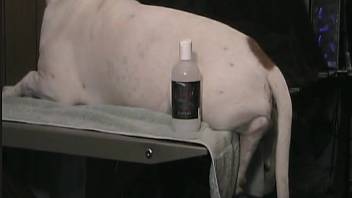 Thick canine vagina penetrated by a chubby beast-loving man