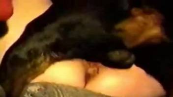 Intense home anal sex for a tight woman with the dog