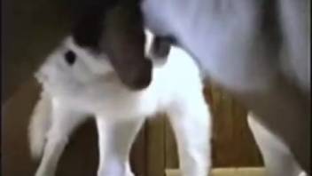 Anilingus clip with a well-hung guy and his canine companion