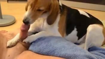 Sexy dog licking a zoophile's dick in a hot video