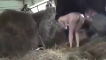 Busty vixen gets pounded by a stallion from the rear