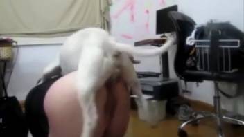Pale canine penetrating the snug rear entrance of a bestiality lover