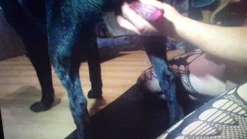 Canine's tasty dick being spoiled by an effeminate boy