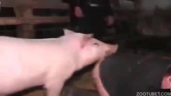 Swine orally pleasures and penetrates a snug female until she climaxes.