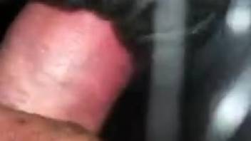 Steamy filly pussy pounded by a large human dick