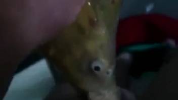 Guy banging a lifeless fish using his hard cock in point-of-view