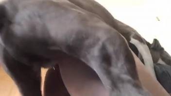 Curvy-assed animal lover gets fucked by a perverted pup