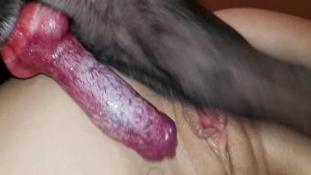 Slim lady getting her pussy fucked by a dirty doggo