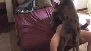 Bestiality enthusiast woman receives cunnilingus and penetration from her beloved animal
