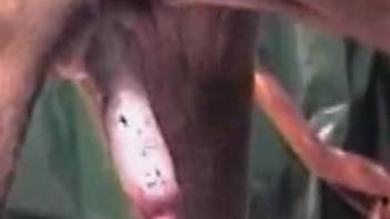 Cum leaks from pussy following dog's creampie inside it