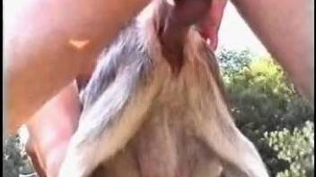 Couple shares a goat for intimate porno in outdoor