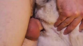 Cock ring dude destroying a dog's tight little hole