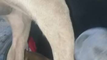 Large-assed zoophile lets the dog screw her
