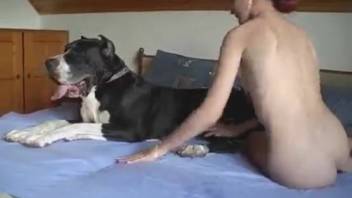Ginger-haired chick performs oral on a canine eager to sample its seed