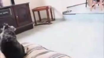Expert canine enthusiast savoring abundant teasing in this scene