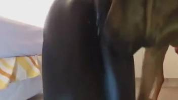 Girl in latex outfit adores this canine's penis