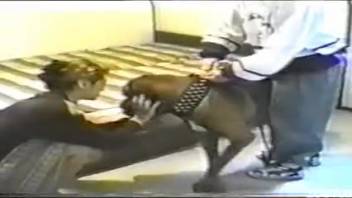 Amateur homemade bestiality involving a couple and animals