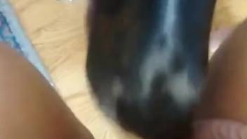 Moist vagina of a bestiality lover being tongued by a canine
