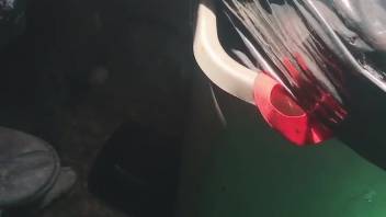 Genuinely alluring felines screwing in a super bitchy style