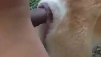 Tight animal hole stretched out by a zoo freak