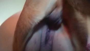 Worn-out animal lover's vagina is screwed by a canine one more time