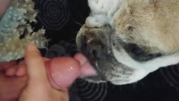 Dude's penis is the most delicious treat for a dog