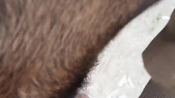 Beast-loving ass being hammered with intense fervor