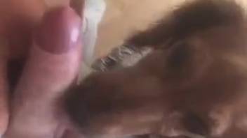 Intact guy presents his attractive cock to a hot creature