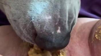 Dog licks woman's wet pussy in extra sloppy POV scenes