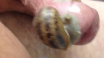 Dude has two snails pleasuring his stiff boner