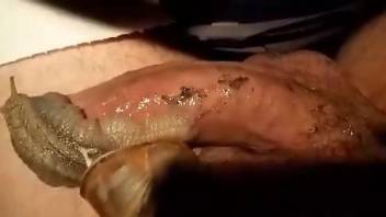 Man puts snails on his dick during hot masturbation kinks