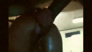 Females fulfill their secret fantasies with the assistance of stallions' penises