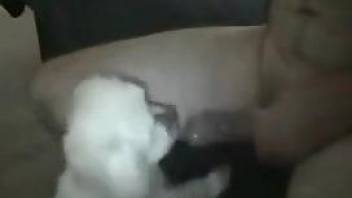 Horny man jerks off while his small dog tries to lick his dick
