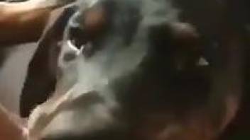 Dog licks owner's wet pussy in very sloppy manners