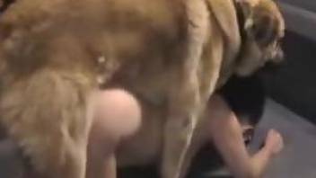 Butthole of a sexy zoophile suffers during anal