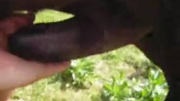 Woman eagerly welcomes the massive horse shaft into her constricted vagina